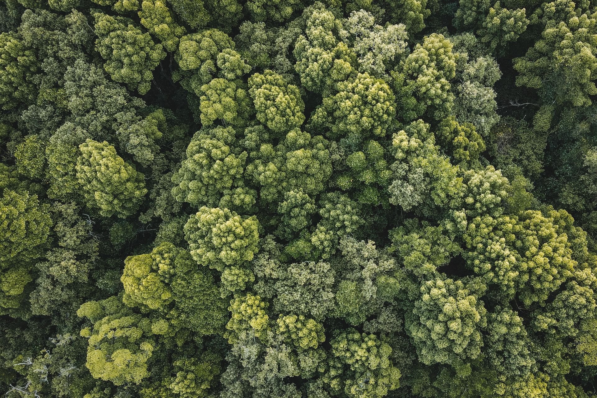 Aerial view of rainforest canopy in Terengganu, Malaysia